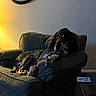 Duke joined the competition — help win amazing prizes! dog, armchair, clock, lamp, table, coaster, living_room, indoor, furniture, pet, relaxing, couch, canine, shadow, light, wall, home, comfort, resting, domestic