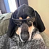 Duke joined the competition — help win amazing prizes! dog, sunglasses, black, tan, snout, ears, fur, indoor, couch, relaxed, pet, animal, canine, portrait, closeup, window, curtains, light, resting, cute
