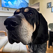 Duke is registered to the contest to win money with this photo: dog, close_up, living_room, furniture, television, wooden_floor, curious, pet, black_and_tan, canine, indoors, face, snout, whiskers, chair, blurred_background, home, domestic_animal, companion, portrait