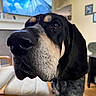 dog, close_up, living_room, furniture, television, wooden_floor, curious, pet, black_and_tan, canine, indoors, face, snout, whiskers, chair, blurred_background, home, domestic_animal, companion, portrait