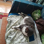 Altesse participe au concours pour gagner de l'argent avec cette photo : blanket, cat, cozy, cushion, drying_rack, grey_and_white_cat, home_interior, laptop, living_room, nap, patterned_blanket, paws, pet, plant_pot, rug, side_table, sofa, stuffed_toy, tiled_floor, tropical_pillow