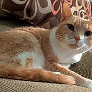 Daisyboo is registered to the contest to win money with this photo: cat, orange_cat, white_fur, pet, animal, indoor, couch, pillow, brown, furniture, relaxed, fur, whiskers, closeup, resting, domestic_cat, cute, soft_light, cozy, living_room