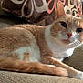 cat, orange_cat, white_fur, pet, animal, indoor, couch, pillow, brown, furniture, relaxed, fur, whiskers, closeup, resting, domestic_cat, cute, soft_light, cozy, living_room