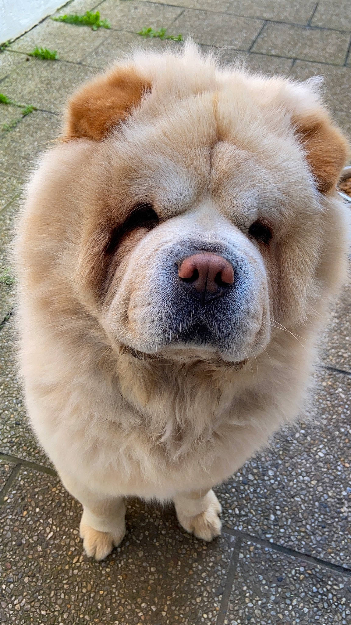 Guizmo participe au concours pour gagner de l'argent avec cette photo : ancient_dog_breeds, bored, canidae, carnivore, collar, companion_dog, dog, dog_breed, fawn, fur, non_sporting_group, paw, snout, sporting_group, terrestrial_animal, whiskers, working_animal, wrinkle