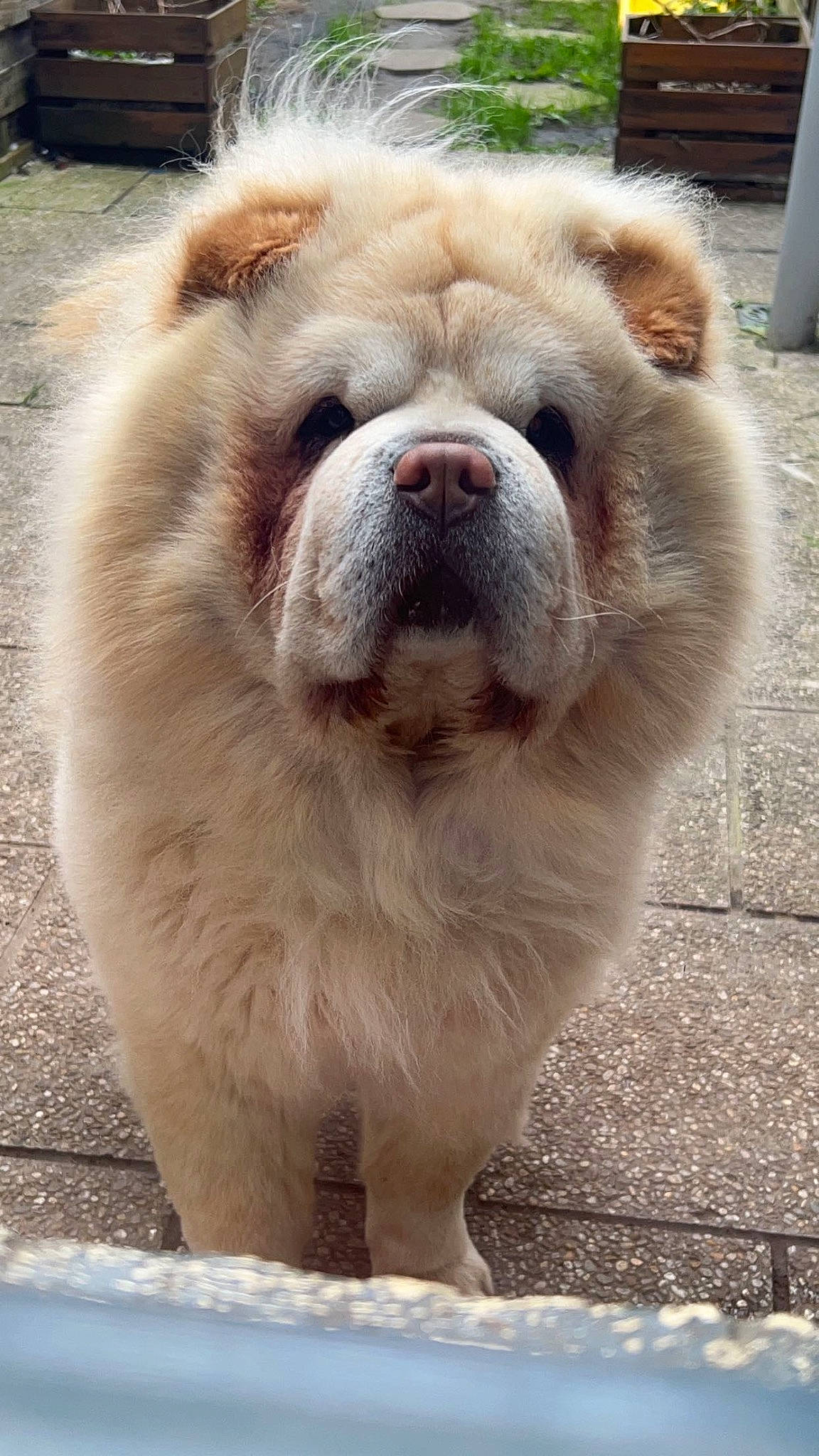 Guizmo a rejoint le concours — aidez-le/la à gagner de superbes lots ! ancient_dog_breeds, canidae, carnivore, companion_dog, dog, dog_breed, fawn, fur, non_sporting_group, snout, sporting_group, terrestrial_animal, toy_dog, whiskers, working_animal, wrinkle