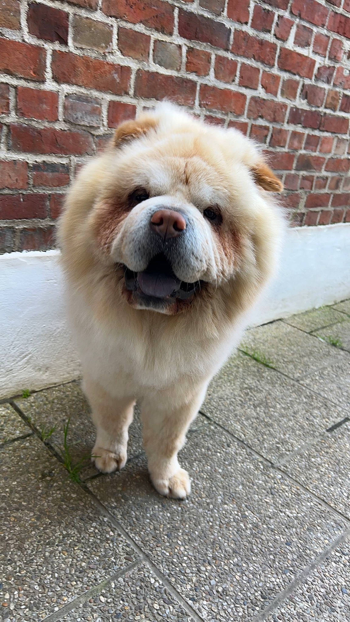 Guizmo a rejoint le concours — aidez-le/la à gagner de superbes lots ! ancient_dog_breeds, brick, brickwork, canidae, carnivore, companion_dog, dog, dog_breed, fawn, fur, liver, mortar, non_sporting_group, snout, sporting_group, tail, terrestrial_animal, toy_dog, whiskers, working_animal