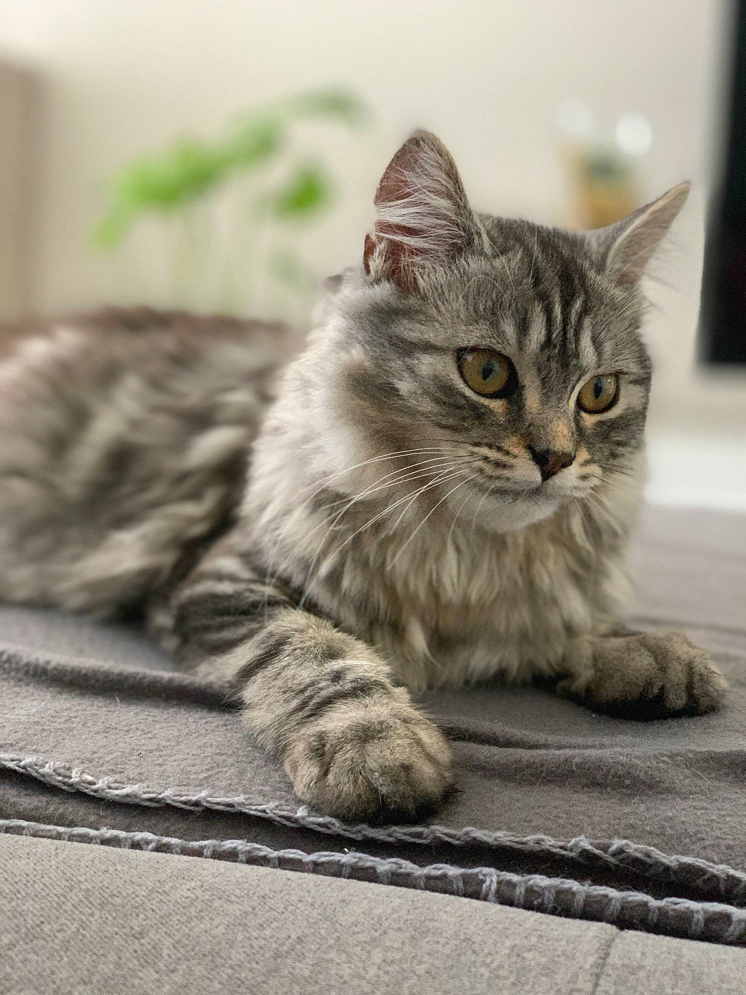 Chipi participe au concours pour gagner de l'argent avec cette photo : aegean_cat, american_shorthair, asian, british_semi_longhair, carnivore, cat, domestic_short_haired_cat, dragon_li, european_shorthair, eye, felidae, fur, kitten, mammal, siberian, small_to_medium_sized_cats, snout, tabby_cat, vertebrate, whiskers