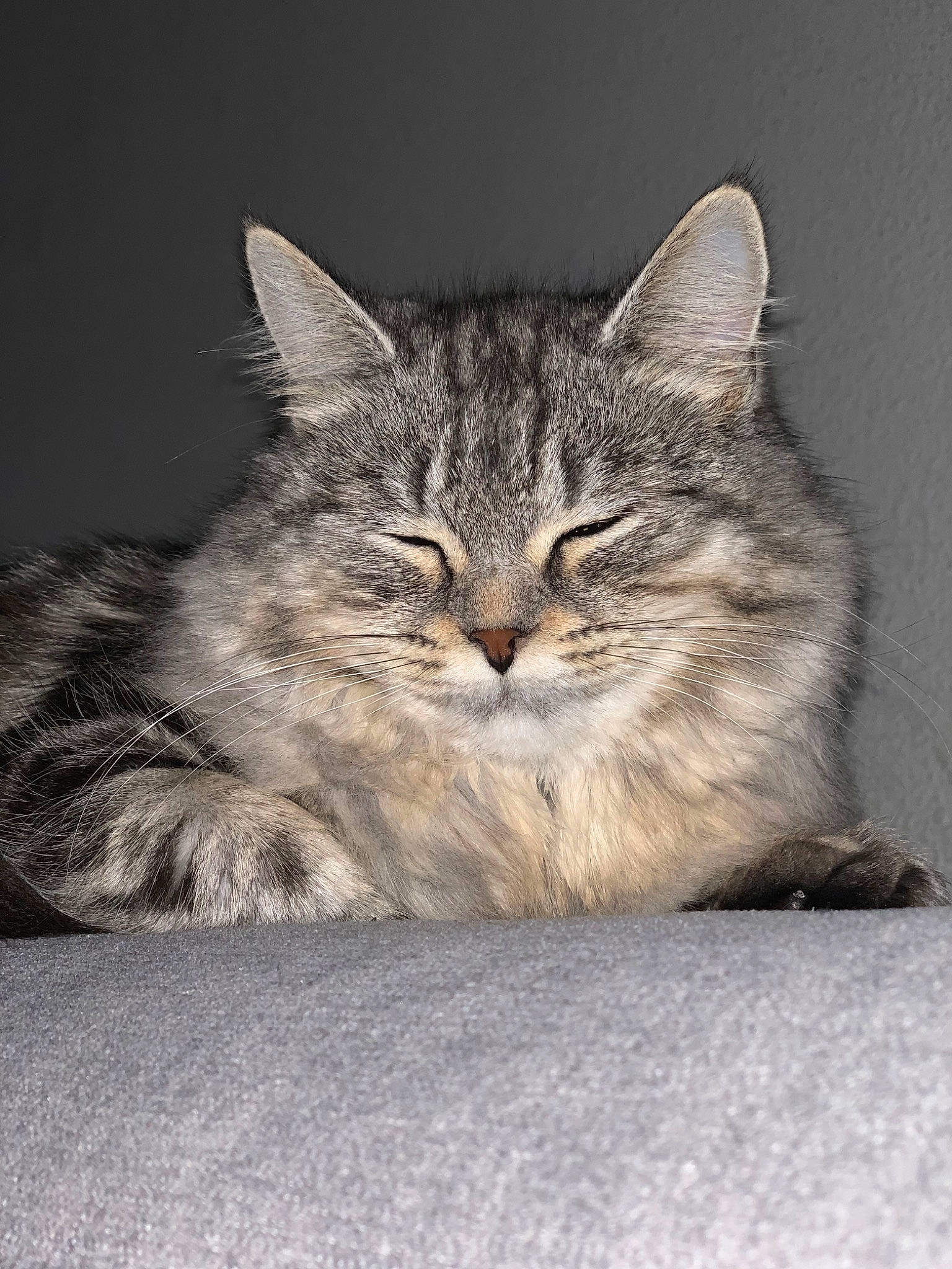 Chipi participe au concours pour gagner de l'argent avec cette photo : asian, asian_semi_longhair, british_semi_longhair, carnivore, cat, domestic_long_haired_cat, domestic_short_haired_cat, dragon_li, european_shorthair, felidae, kitten, maine_coon, mammal, norwegian_forest_cat, pixie_bob, siberian, small_to_medium_sized_cats, tabby_cat, vertebrate, whiskers