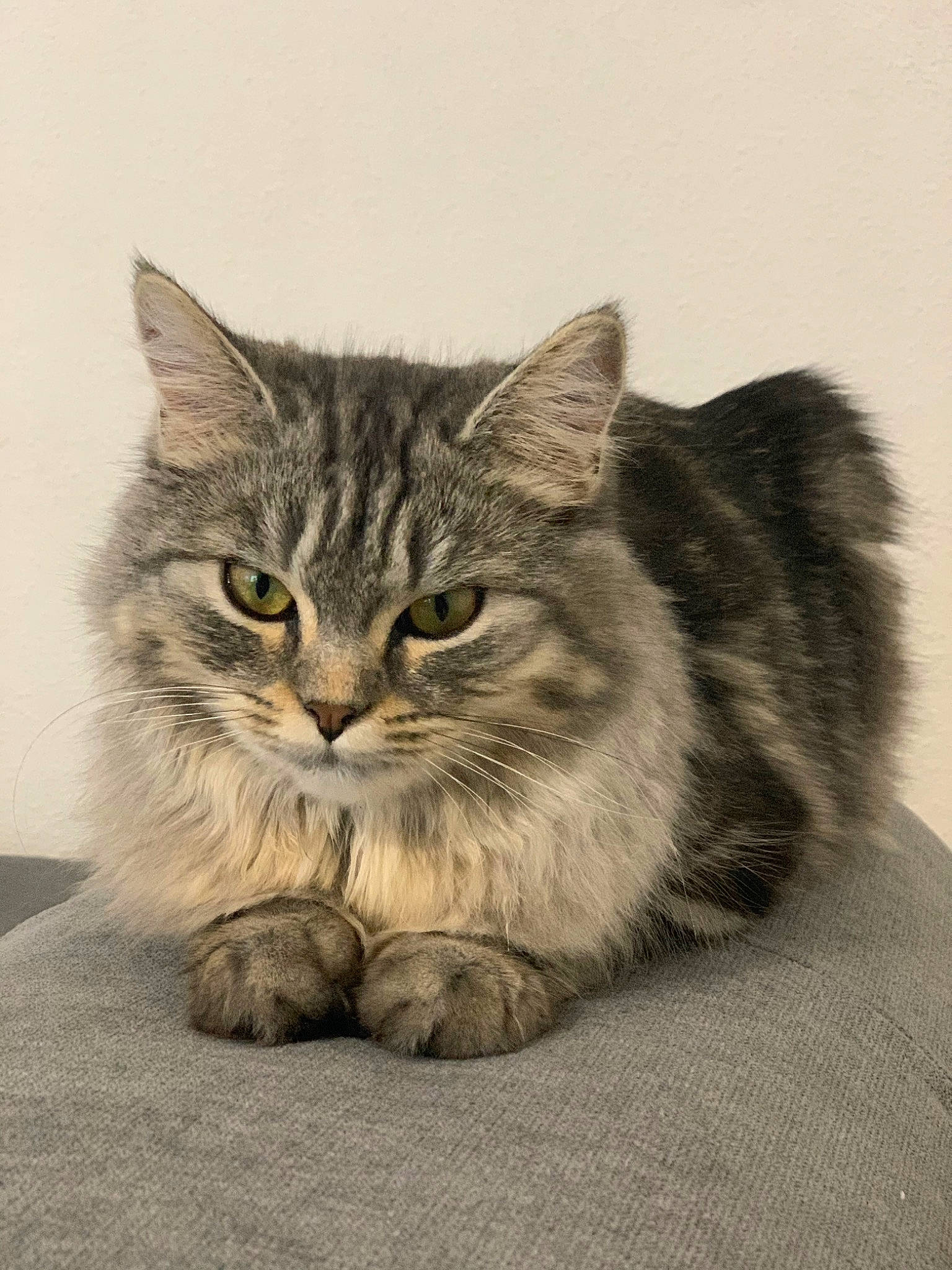 Chipi participe au concours pour gagner de l'argent avec cette photo : asian, asian_semi_longhair, british_longhair, british_semi_longhair, carnivore, cat, domestic_long_haired_cat, domestic_short_haired_cat, european_shorthair, felidae, kitten, maine_coon, mammal, norwegian_forest_cat, siberian, small_to_medium_sized_cats, tabby_cat, vertebrate, whiskers, wild_cat