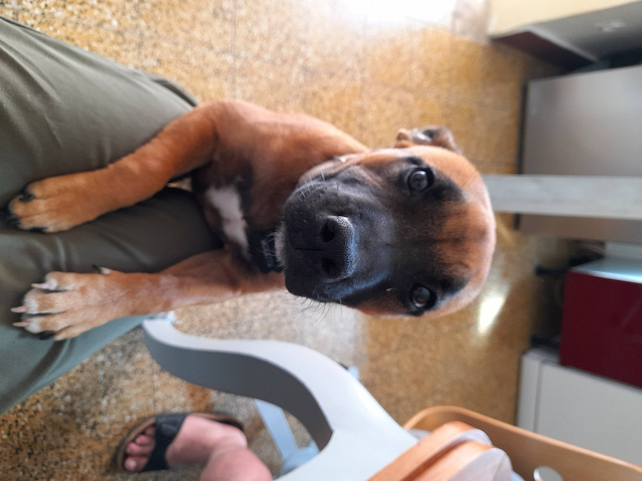 Mokette participe au concours pour gagner de l'argent avec cette photo : canidae, carnivore, comfort, companion_dog, dog, dog_breed, fawn, finger, gesture, hardwood, jaw, nail, paw, selfie, snout, sporting_group, thumb, wood, working_animal, wrist