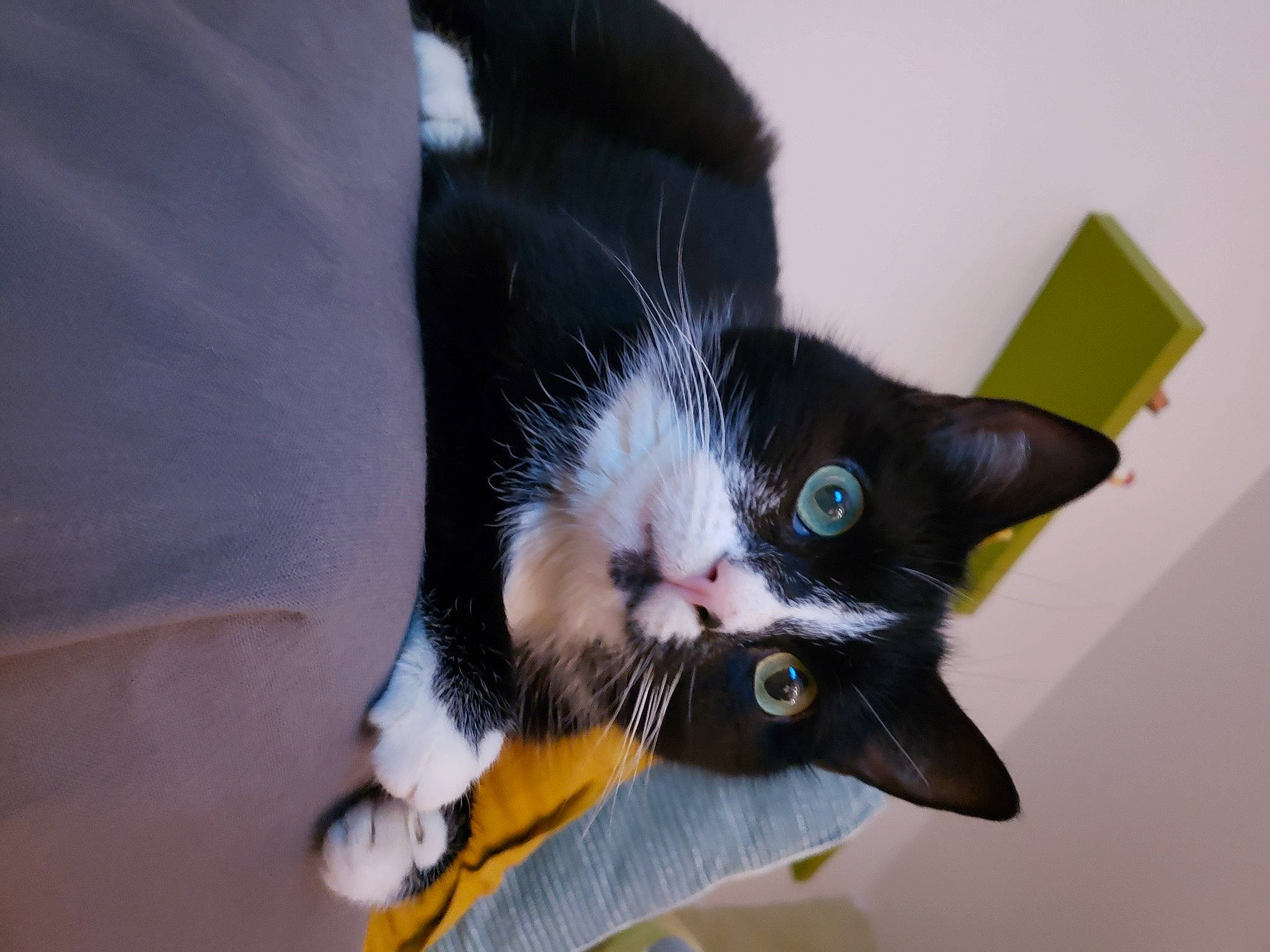 Minouche participe au concours pour gagner de l'argent avec cette photo : black_cat, canidae, carnivore, cat, claw, comfort, dog_breed, domestic_short_haired_cat, ear, eye, felidae, foot, fur, paw, small_to_medium_sized_cats, snout, tail, whiskers