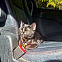 black_cat, buckle, car_interior, cat, collar, cozy, domestic_animal, leather_seat, paw, pet, red_stitching, resting, seatbelt, sunlight, tag, texture, trees_outside, vehicle, window, yellow_eyes