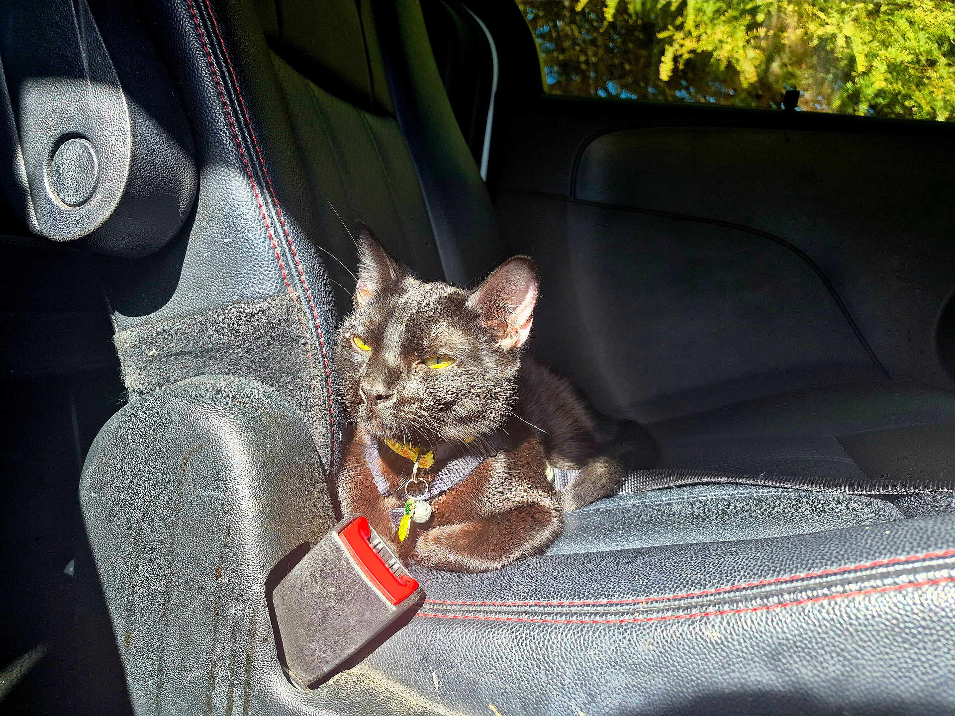 Plag joined the competition — help win amazing prizes! black_cat, buckle, car_interior, cat, collar, cozy, domestic_animal, leather_seat, paw, pet, red_stitching, resting, seatbelt, sunlight, tag, texture, trees_outside, vehicle, window, yellow_eyes
