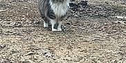 Lila Shae joined the competition — help win amazing prizes! cat, animal, outdoor, gravel, leaves, car, tree, forest, pet, fur, nature, walking, mammal, road, vehicle, daylight, wildlife, tail, whiskers, eyes