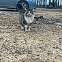 cat, animal, outdoor, gravel, leaves, car, tree, forest, pet, fur, nature, walking, mammal, road, vehicle, daylight, wildlife, tail, whiskers, eyes
