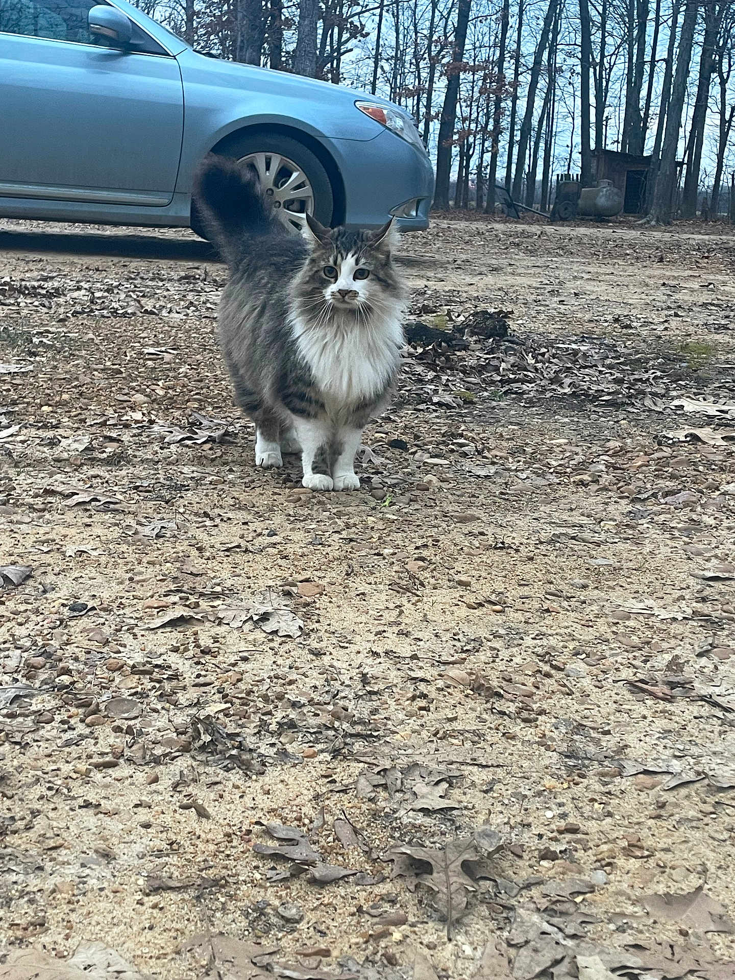 Lila Shae joined the competition — help win amazing prizes! cat, animal, outdoor, gravel, leaves, car, tree, forest, pet, fur, nature, walking, mammal, road, vehicle, daylight, wildlife, tail, whiskers, eyes