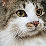 Lila Shae is registered to the contest to win money with this photo: cat, close_up, fluffy, fur, whiskers, yellow_eyes, tabby, white_fur, pet, animal, face, portrait, indoor, curious, mammal, cute, feline, nose, ears, soft