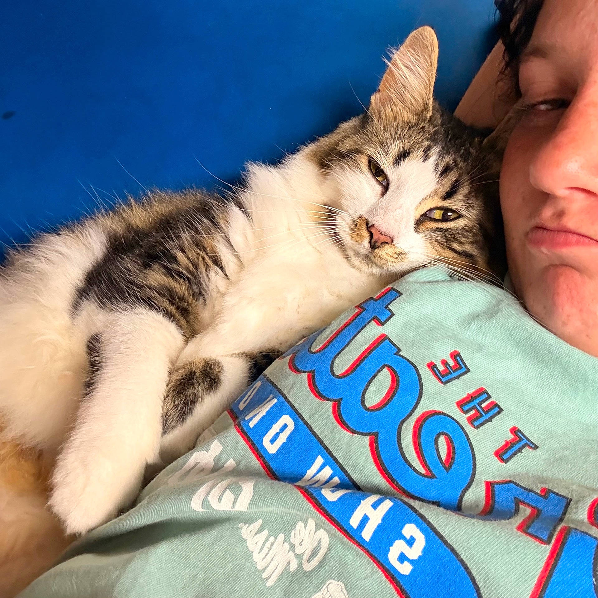 Lila Shae joined the competition — help win amazing prizes! animal, blue_background, cat, closeup, cozy, cute, expression, face, fur, graphic_tshirt, indoor, person, pet, portrait, relaxed, shirt, snuggling, tabby_cat, whiskers, white_cat