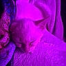 Sativa joined the competition — help win amazing prizes! cat, sleeping, blanket, purple_light, cozy, pet, fur, resting, indoor, closeup, animal, cute, soft_texture, peaceful, comfort, mammal, nap, warm, relaxation, feline