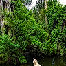 Sativa joined the competition — help win amazing prizes! cat, rock, pond, water, greenery, trees, bushes, nature, outdoor, wildlife, animal, forest, leafy, calm, serene, sitting, fur, peaceful, scenery, daylight