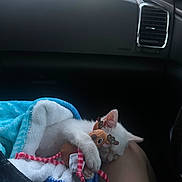 Sativa is registered to the contest to win money with this photo: kitten, cat, blanket, plush_toy, reindeer_toy, car_interior, lap, resting, cute, sleeping, pet, animal, soft_texture, cozy, comfort, white_fur, toy, travel, vehicle, human_leg