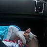 kitten, cat, blanket, plush_toy, reindeer_toy, car_interior, lap, resting, cute, sleeping, pet, animal, soft_texture, cozy, comfort, white_fur, toy, travel, vehicle, human_leg