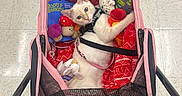 Sativa is registered to the contest to win money with this photo: cat, pet_stroller, red_blanket, cat_toys, floor_tiles, indoor, shopping_cart, pet_accessory, white_cat, harness, looking_up, curious, cozy, shopping_trip, animal, cute, relaxed, leash, pink, black_sandals