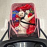 cat, pet_stroller, red_blanket, cat_toys, floor_tiles, indoor, shopping_cart, pet_accessory, white_cat, harness, looking_up, curious, cozy, shopping_trip, animal, cute, relaxed, leash, pink, black_sandals