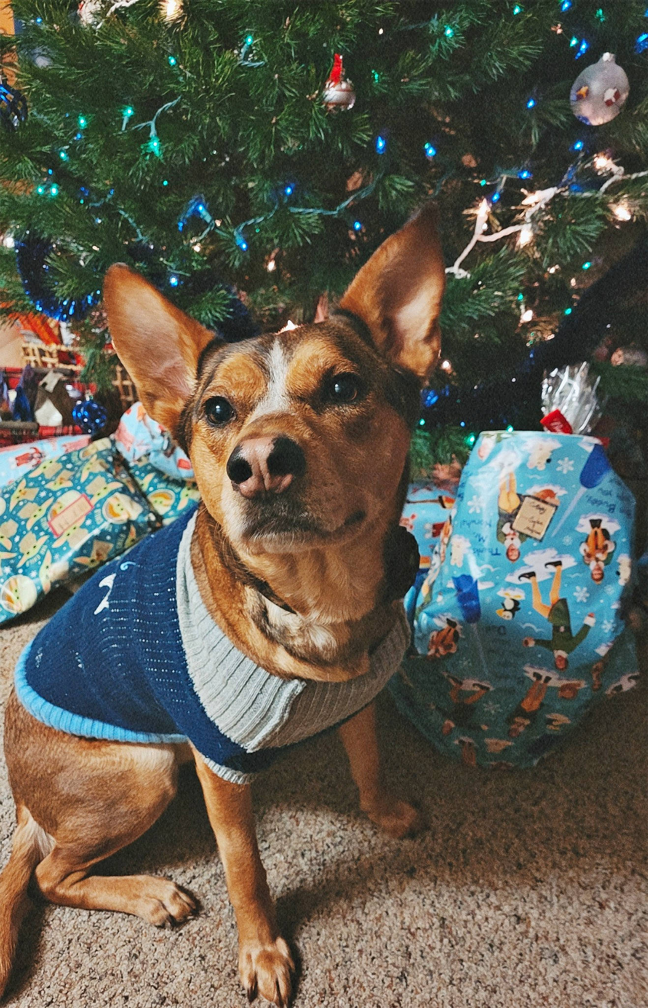 Indy is registered to the contest to win money with this photo: carnivore, christmas, christmas_decoration, christmas_ornament, christmas_tree, collar, companion_dog, costume_hat, dog, dog_breed, dog_clothes, dog_supply, event, fawn, holiday, holiday_ornament, interior_design, snout, toy_dog, working_animal