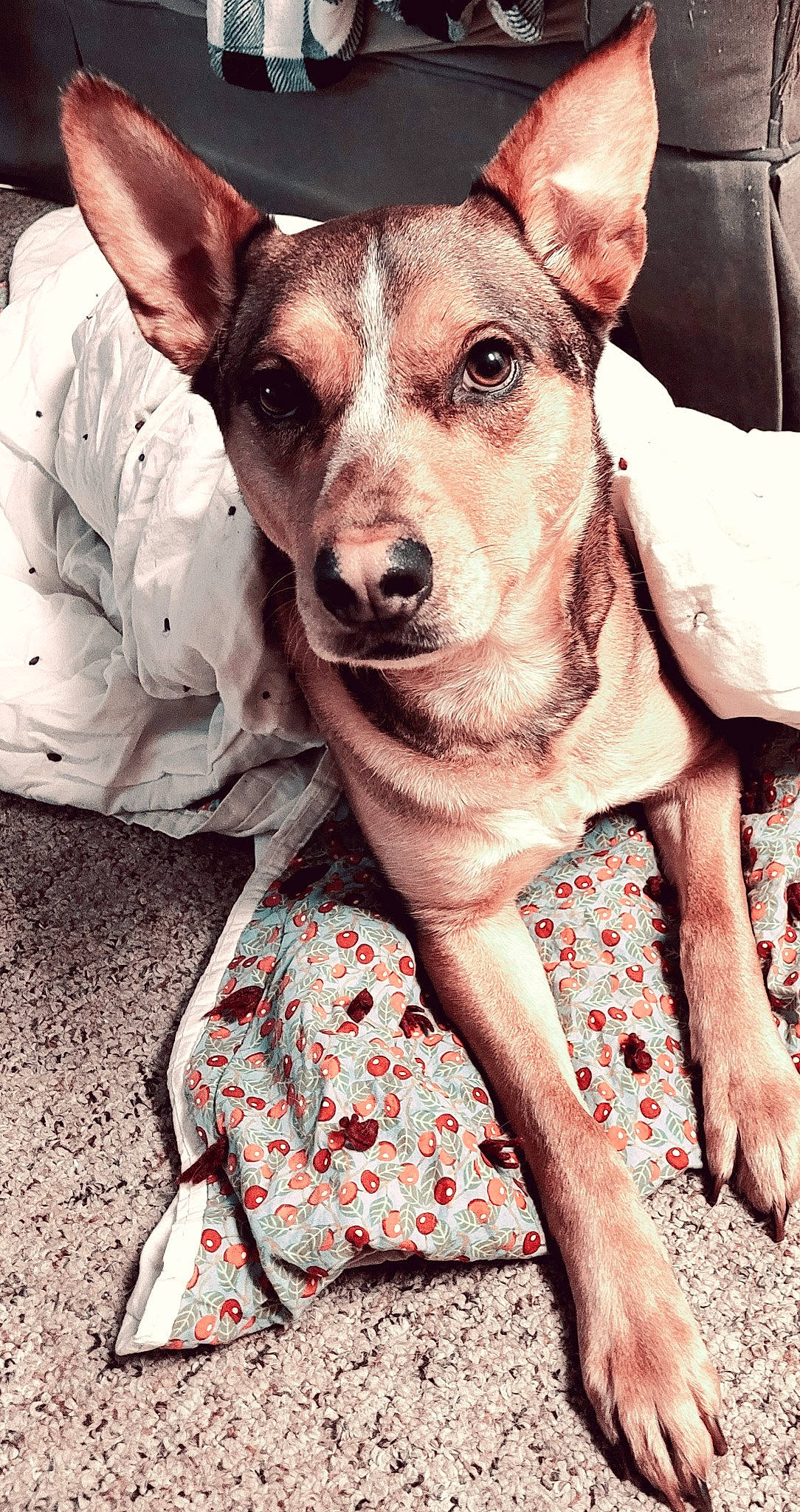 Indy is registered to the contest to win money with this photo: canidae, carnivore, collar, companion_dog, dog, dog_breed, dog_clothes, dog_collar, ear, fawn, fur, happy, hat, pattern, snout, sporting_group, street_fashion, toy_dog, whiskers, working_animal