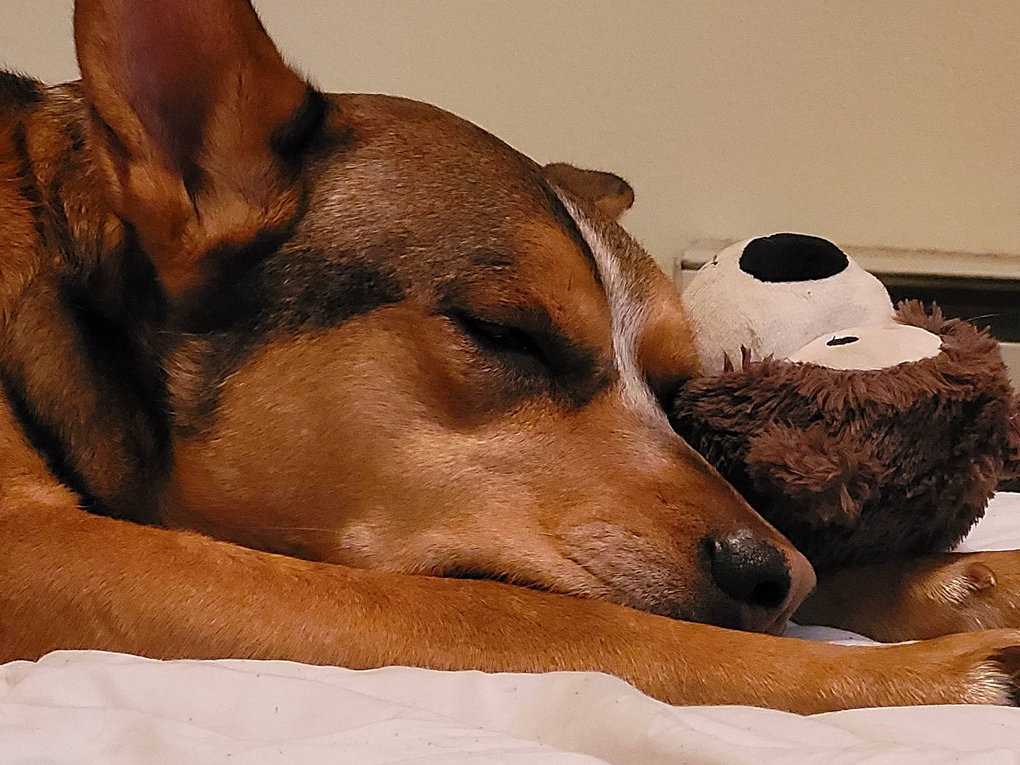 Indy joined the competition — help win amazing prizes! ancient_dog_breeds, canidae, carnivore, collar, comfort, companion_dog, dog, dog_bed, dog_breed, dog_supply, fur, hound, hunting_dog, nap, non_sporting_group, paw, sporting_group, terrestrial_animal, whiskers, working_animal