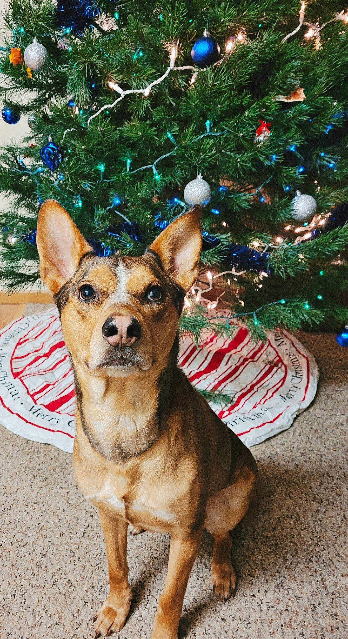 Indy joined the competition — help win amazing prizes! carnivore, christmas, christmas_decoration, christmas_ornament, christmas_tree, collar, companion_dog, dog, dog_breed, event, evergreen, fawn, holiday, holiday_ornament, ornament, snout, toy_dog, tree, whiskers, working_animal