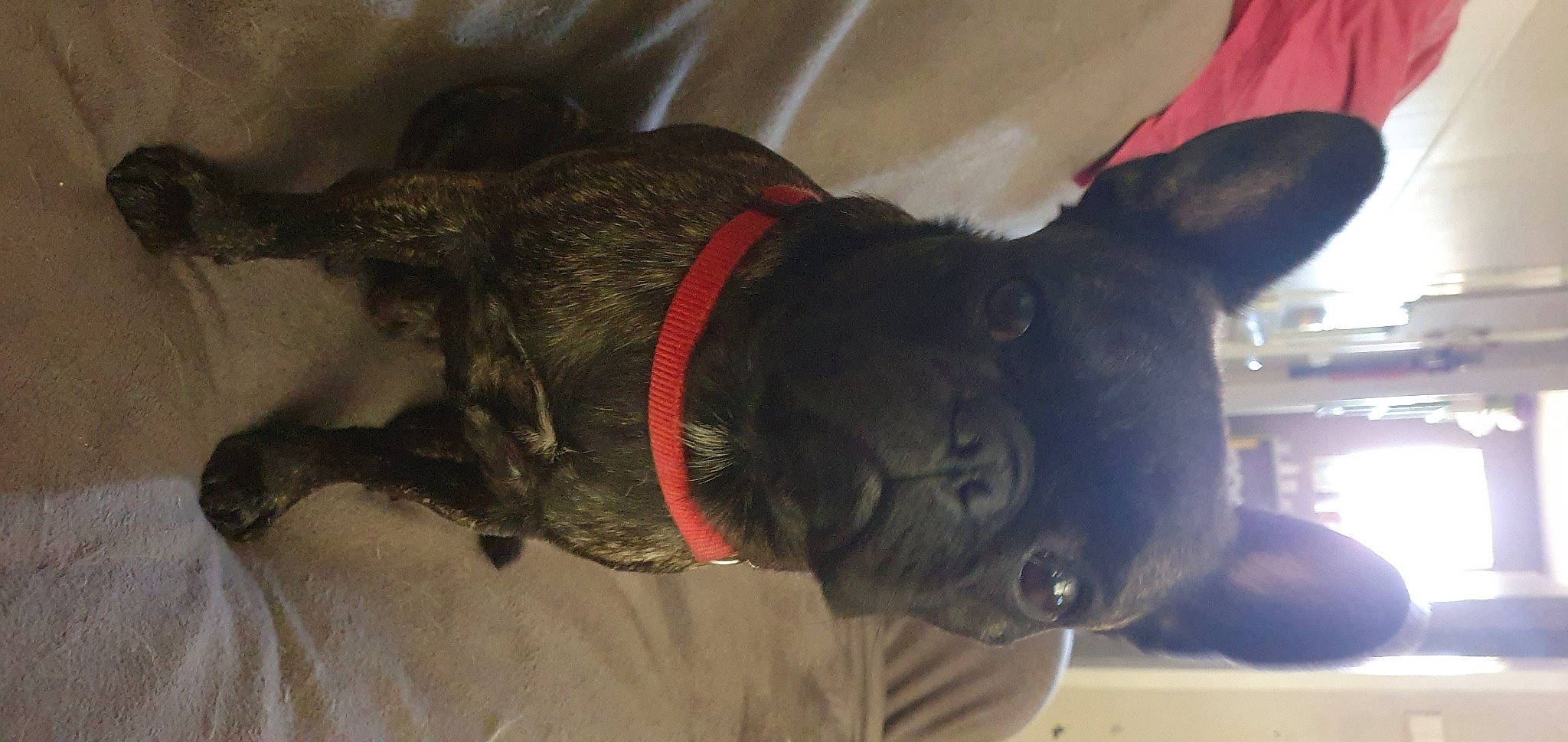 Sumo a rejoint le concours — aidez-le/la à gagner de superbes lots ! canidae, carnivore, collar, companion_dog, dog, dog_breed, dog_clothes, dog_collar, dog_supply, ear, fashion_accessory, fawn, fur, leash, personal_protective_equipment, snout, sporting_group, tail, whiskers, working_animal