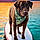 Clyde