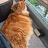 Odin a rejoint le concours — aidez-le/la à gagner de superbes lots ! cat, orange_cat, fluffy, long_hair, balcony, wicker_furniture, netting, outdoor, pet, relaxed, side_view, floor, tile_floor, daylight, looking_away, animal, domestic_cat, calm, resting, nature_view