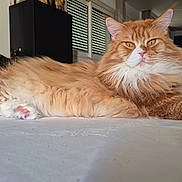 Odin participe au concours pour gagner de l'argent avec cette photo : cat, orange_cat, fluffy, long_hair, pet, indoor, feline, relaxed, lying_down, white_surface, living_room, window, furniture, tv, modern, domestic_animal, cute, animal, mammal, portrait
