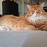 cat, orange_cat, fluffy, long_hair, pet, indoor, feline, relaxed, lying_down, white_surface, living_room, window, furniture, tv, modern, domestic_animal, cute, animal, mammal, portrait