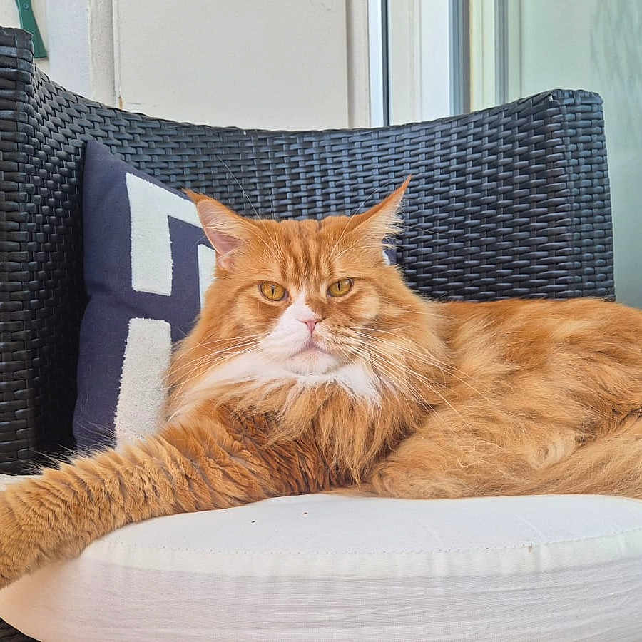 Odin