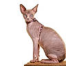 Zora participe au concours pour gagner de l'argent avec cette photo : cat, sphynx_cat, hairless, pet, animal, feline, sitting, portrait, collar, harness, wooden_platform, white_background, studio, wrinkled_skin, large_ears, blue_eyes, indoors, isolated, photography, domestic_animal