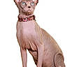 Zora participe au concours pour gagner de l'argent avec cette photo : cat, sphynx_cat, hairless, pet, animal, feline, sitting, portrait, studio, white_background, wooden_platform, collar, leopard_print, large_ears, wrinkled_skin, blue_eyes, tail, paws, front_view, photography