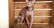 Zora a rejoint le concours — aidez-le/la à gagner de superbes lots ! cat, sphynx_cat, hairless_cat, pet, animal, feline, portrait, sitting, standing, wide_eyes, large_ears, collar, wooden_crate, wood, rustic, indoor, brown, closeup, flash_photography, funny