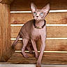 cat, sphynx_cat, hairless_cat, pet, animal, feline, portrait, sitting, standing, wide_eyes, large_ears, collar, wooden_crate, wood, rustic, indoor, brown, closeup, flash_photography, funny