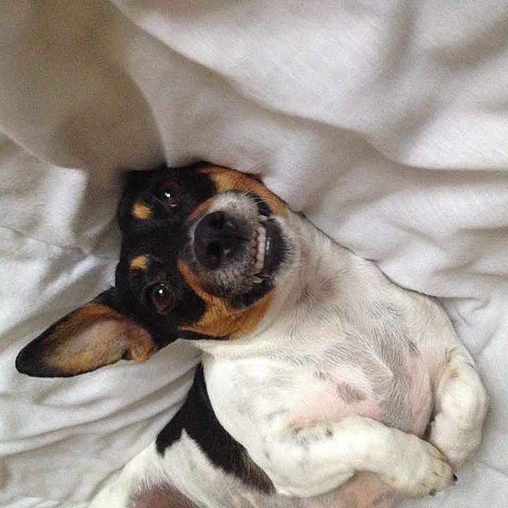 Tilly is registered to the contest to win money with this photo: