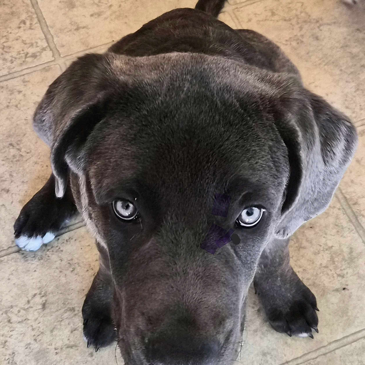 Bodii joined the competition — help win amazing prizes! animal, blue_eyes, canine, companion, cute, dog, domestic_animal, ears, floor, fur, gray_fur, indoor, looking_up, nose, paws, pet, puppy, tile_floor, whiskers, young_dog