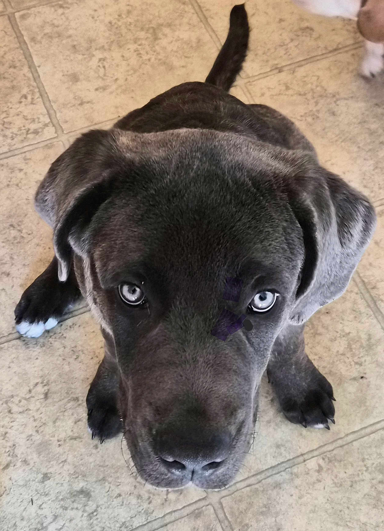 Bodii joined the competition — help win amazing prizes! dog, puppy, blue_eyes, gray_fur, floor, tile_floor, pet, animal, looking_up, cute, indoor, young_dog, canine, ears, nose, paws, whiskers, fur, domestic_animal, companion