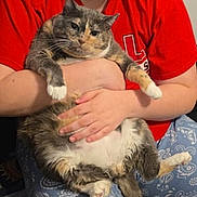 Paisley is registered to the contest to win money with this photo: animal, arms, calico, cat, feline, fluffy, funny_expression, fur, gray_cat, held, indoors, patterned_pants, paws, person, pet, portrait, red_shirt, round, sitting, whiskers