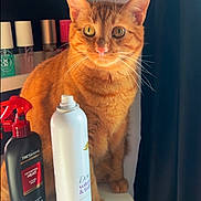 Fiona is registered to the contest to win money with this photo: cat, orange_tabby, pet, animal, feline, whiskers, ears, eyes, fur, table, bottle, hair_product, spray_bottle, nail_polish, shelf, curtain, indoor, closeup, domestic, orange