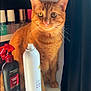 cat, orange_tabby, pet, animal, feline, whiskers, ears, eyes, fur, table, bottle, hair_product, spray_bottle, nail_polish, shelf, curtain, indoor, closeup, domestic, orange