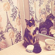 Latte is registered to the contest to win money with this photo: cat, calico_cat, bathroom, mirror, countertop, shower_curtain, eiffel_tower_pattern, flowers, pom_pom, toiletries, cup, reflection, feline, fur, pet, indoor, decor, sink, cute, sitting