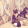 cat, calico_cat, bathroom, mirror, countertop, shower_curtain, eiffel_tower_pattern, flowers, pom_pom, toiletries, cup, reflection, feline, fur, pet, indoor, decor, sink, cute, sitting